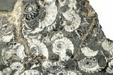 Ammonite (Promicroceras) Cluster - Marston Magna, England #282043-1